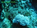 polypes de corail et poisson pierre