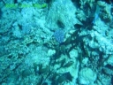 banc de poissons se nourissant de corail